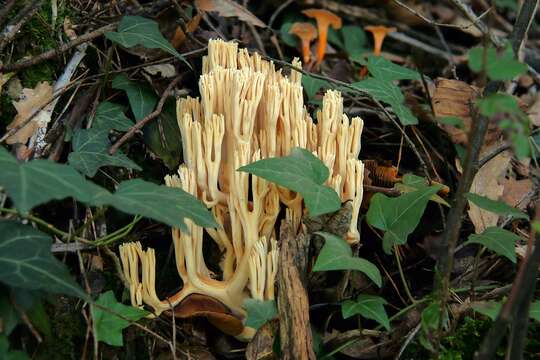 Слика од Ramaria pallida (Schaeff.) Ricken 1920