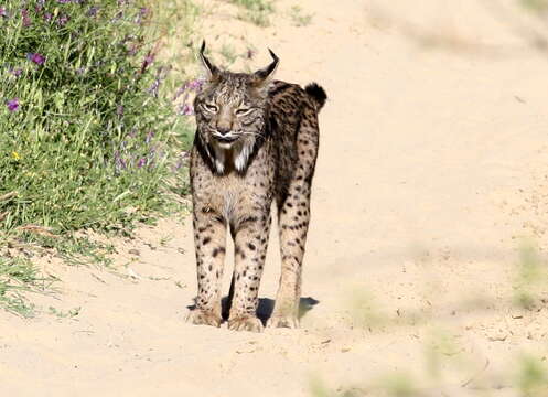 Image of Felis pardinus