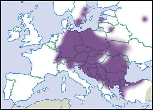 Xerolenta Monterosato 1892 resmi