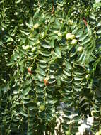 Image of Jujube