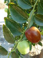 Image of Jujube