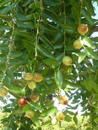 Image of Jujube