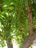 Image of Jujube