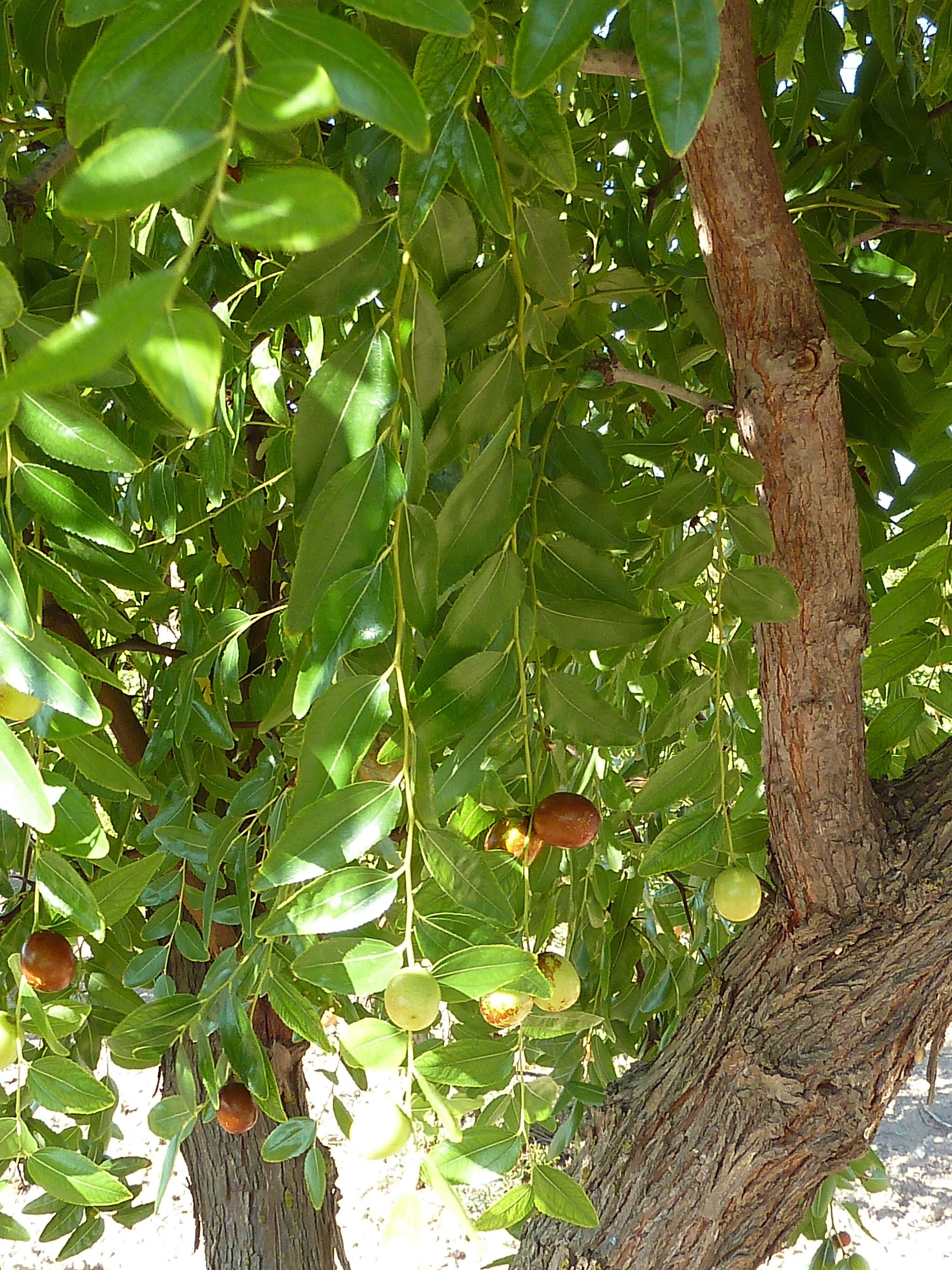 Image of Jujube