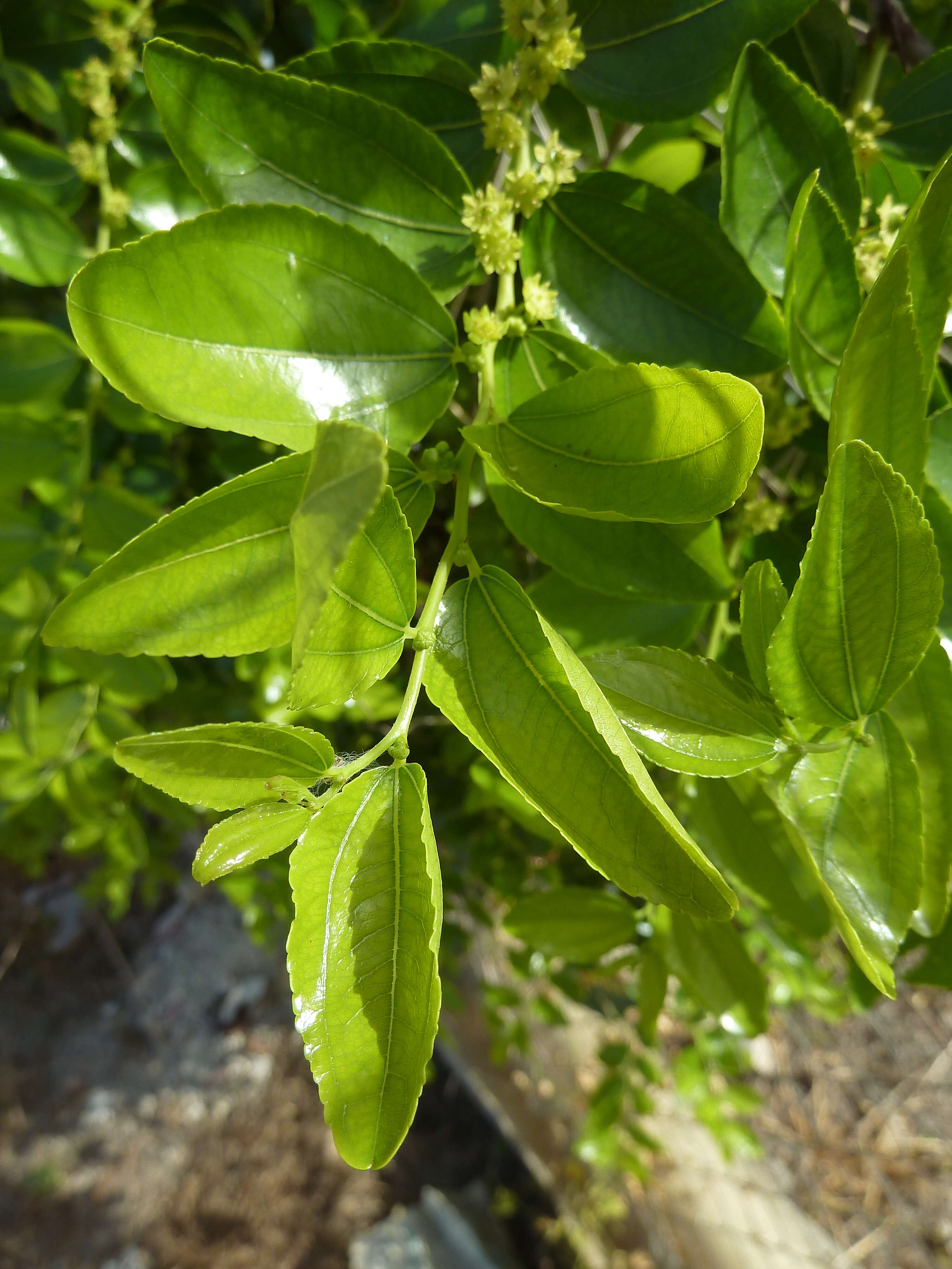 Image of Jujube