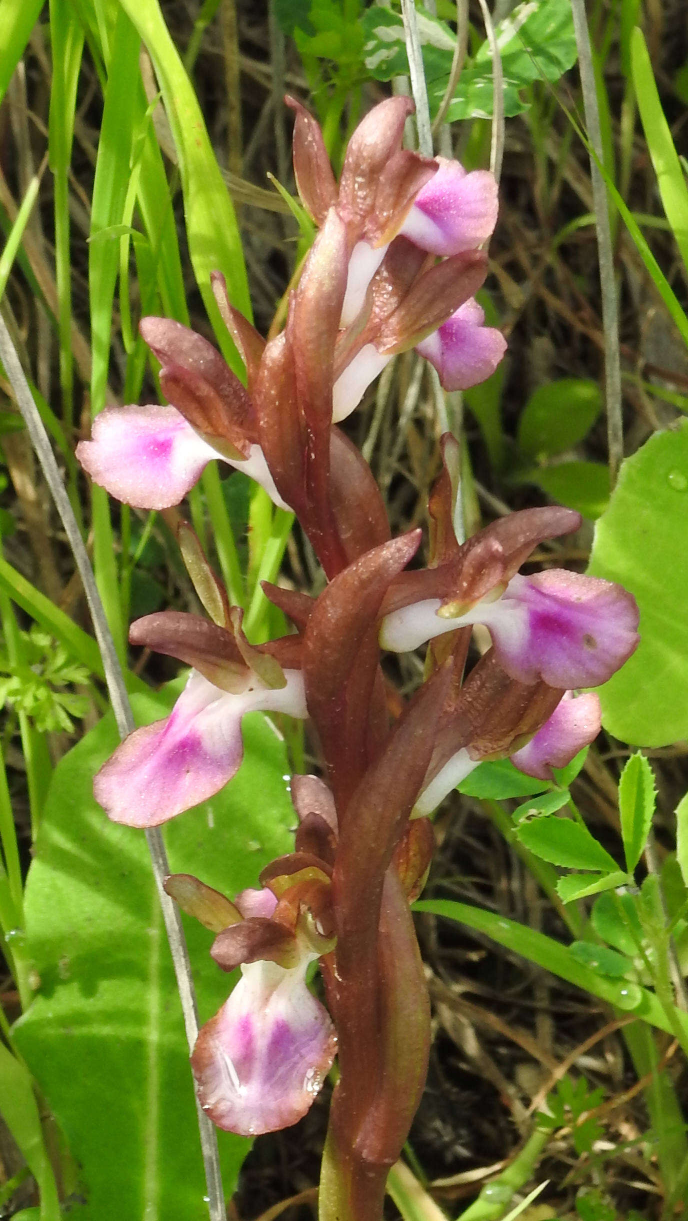 Image of Red Orchid