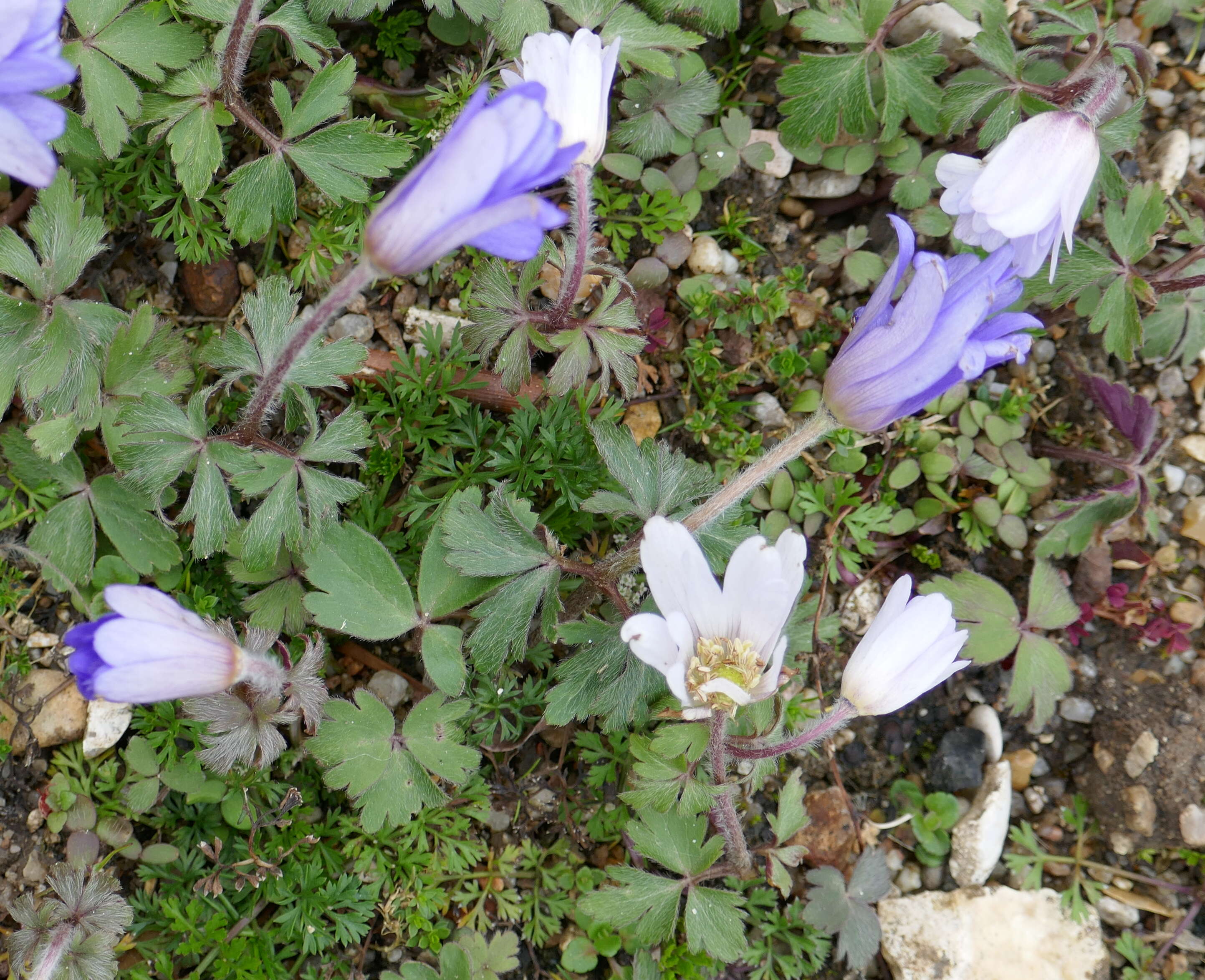 Image of Balkan Anemone