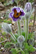 Image of European pasqueflower