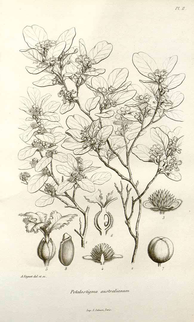 Image of Petalostigma triloculare Müll. Arg.