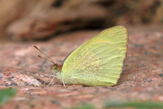 Image of Blue-spotted arab