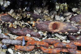 Image of barnacles