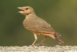 Image of Rufous-tailed Lark