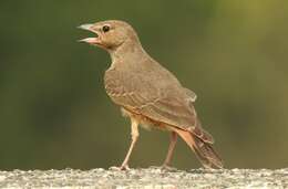 Image of Rufous-tailed Lark