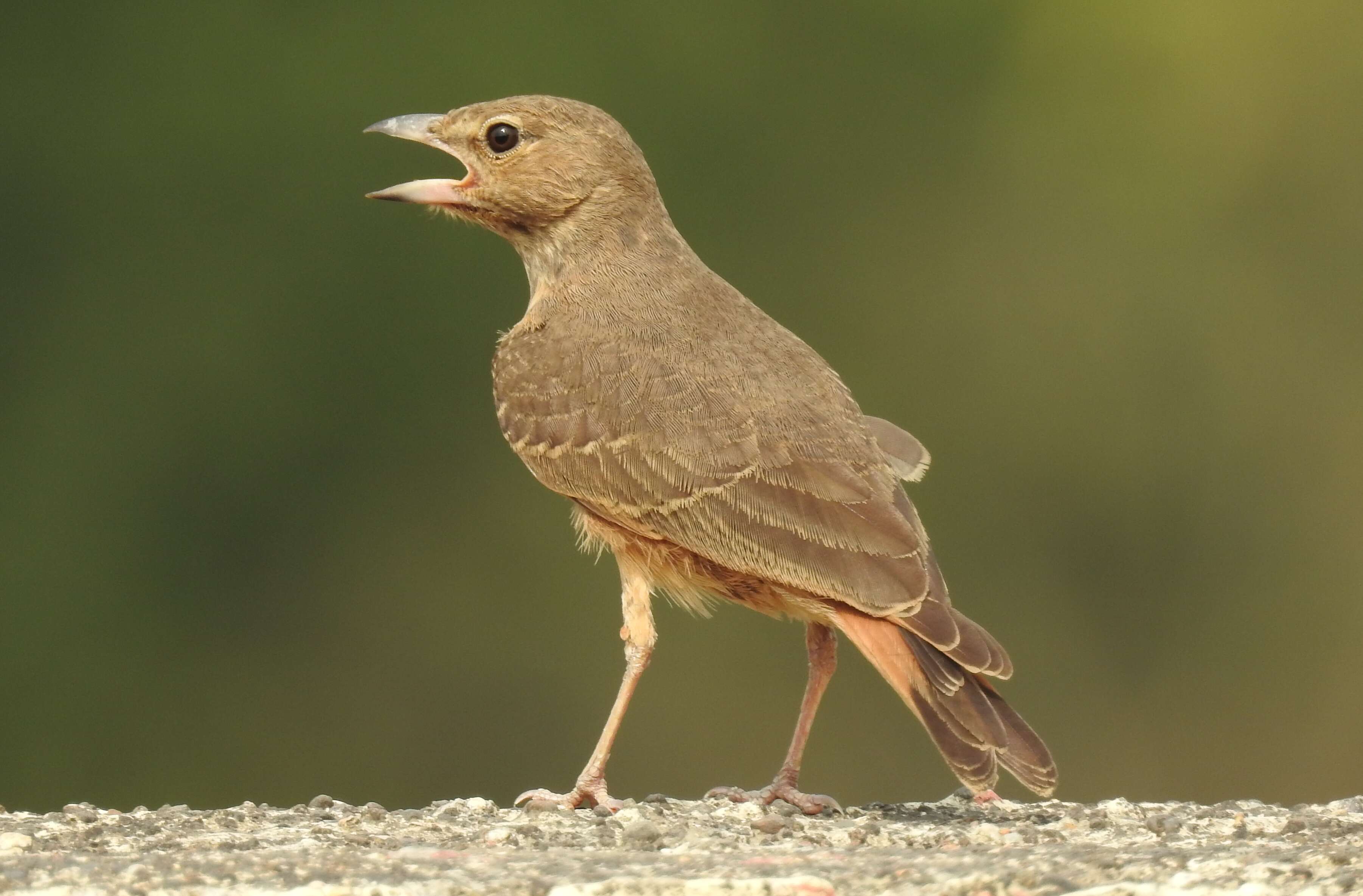 Image of Rufous-tailed Lark