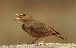 Image of Rufous-tailed Lark