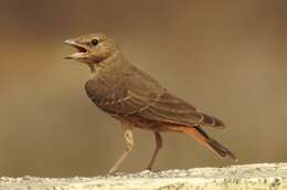 Image of Rufous-tailed Lark