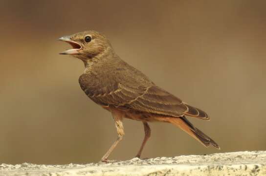 Image of Rufous-tailed Lark