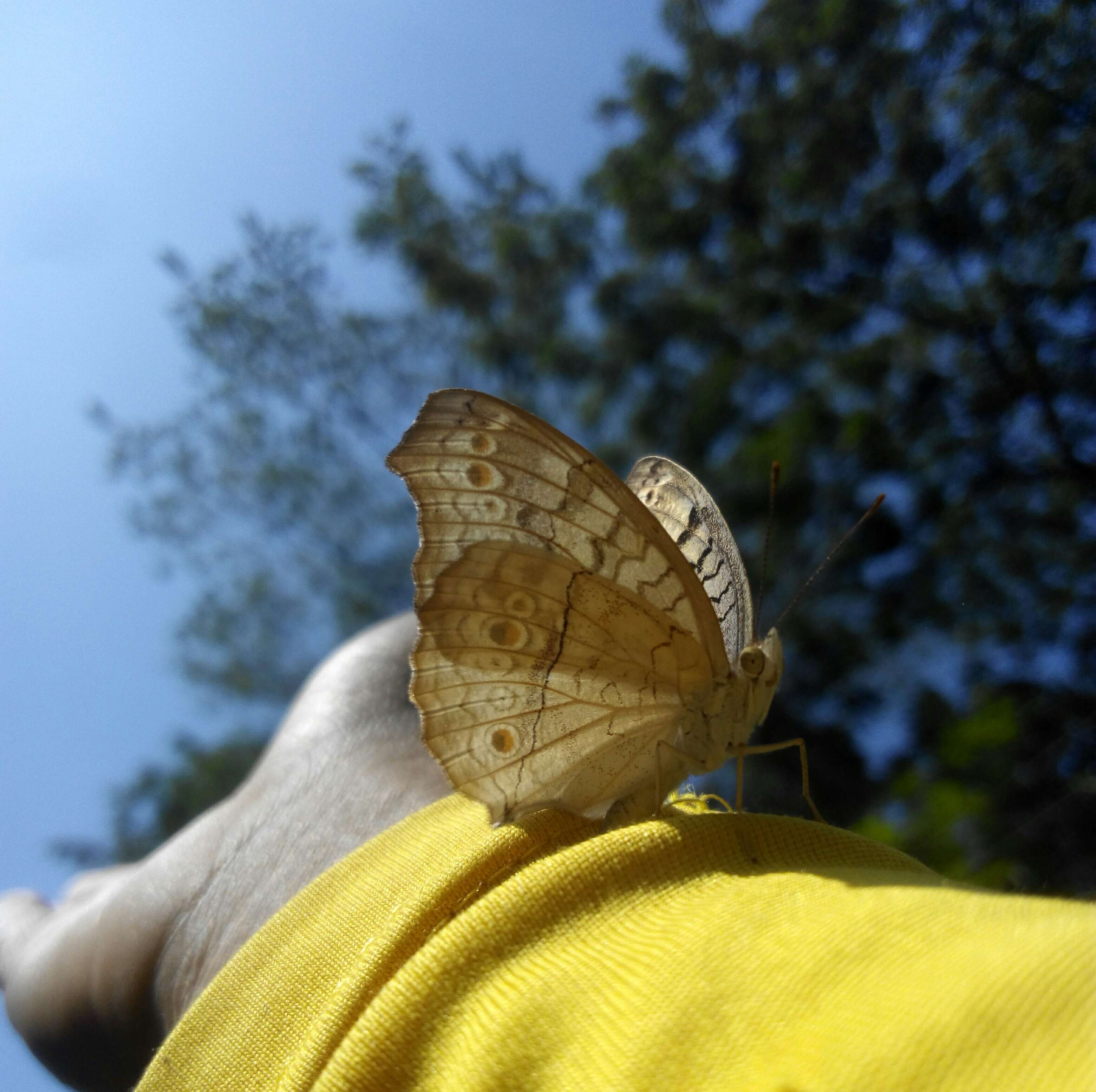 Plancia ëd Junonia atlites Linnaeus 1763