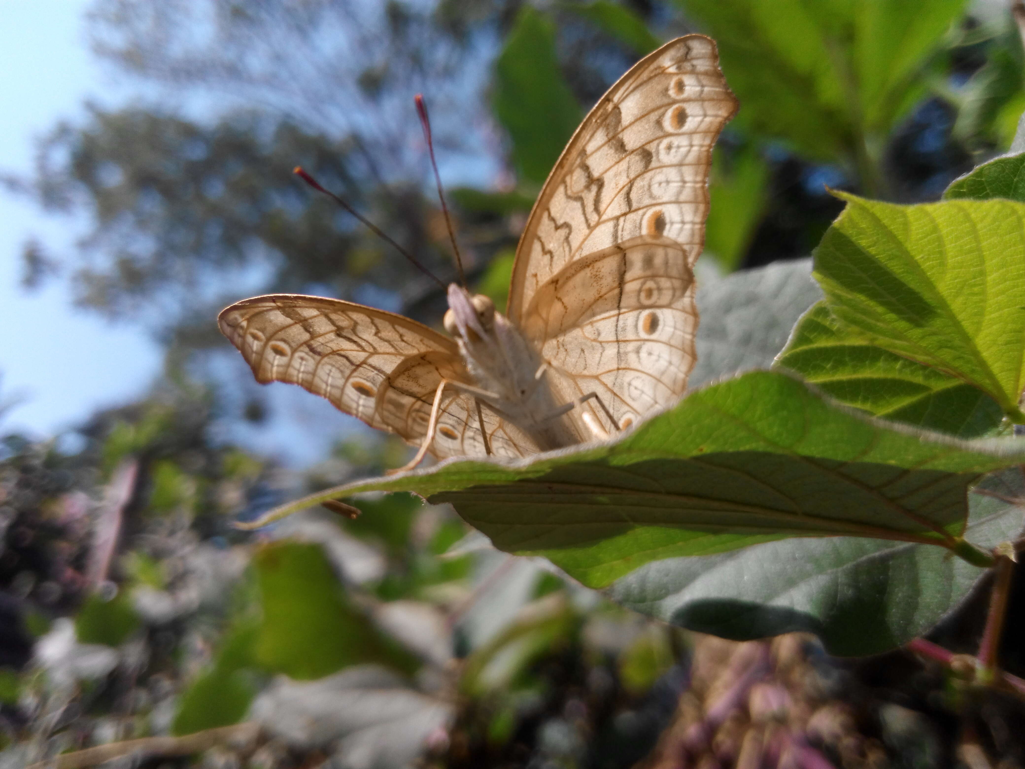 Plancia ëd Junonia atlites Linnaeus 1763