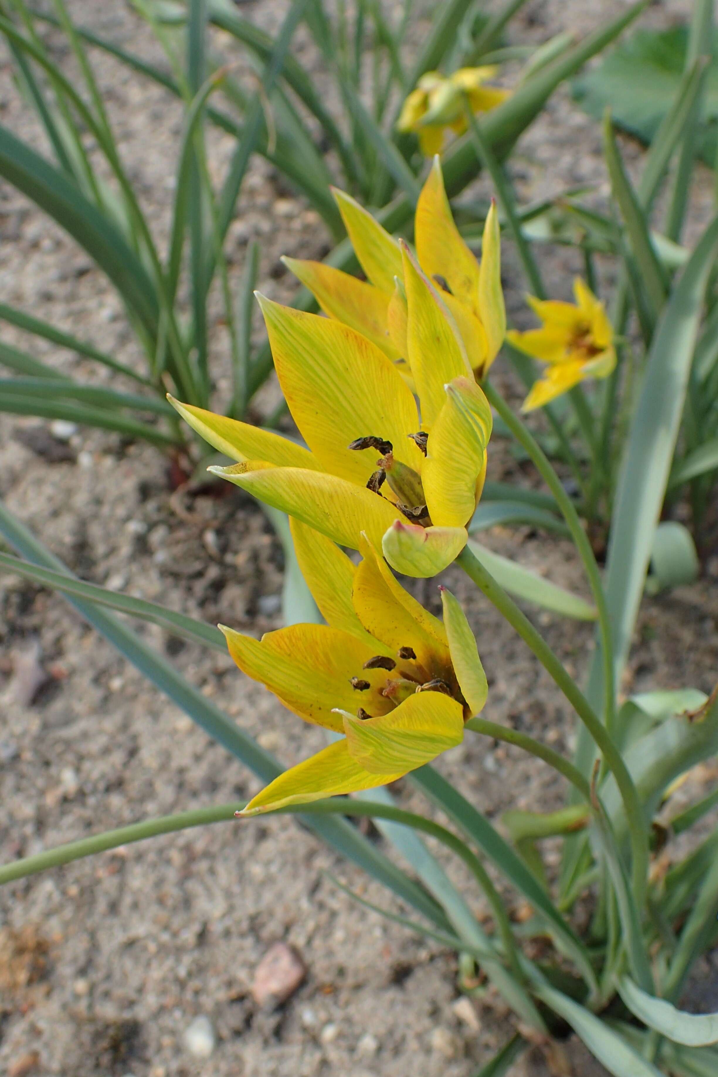 Image of orange wild tulip