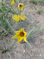 Image of orange wild tulip