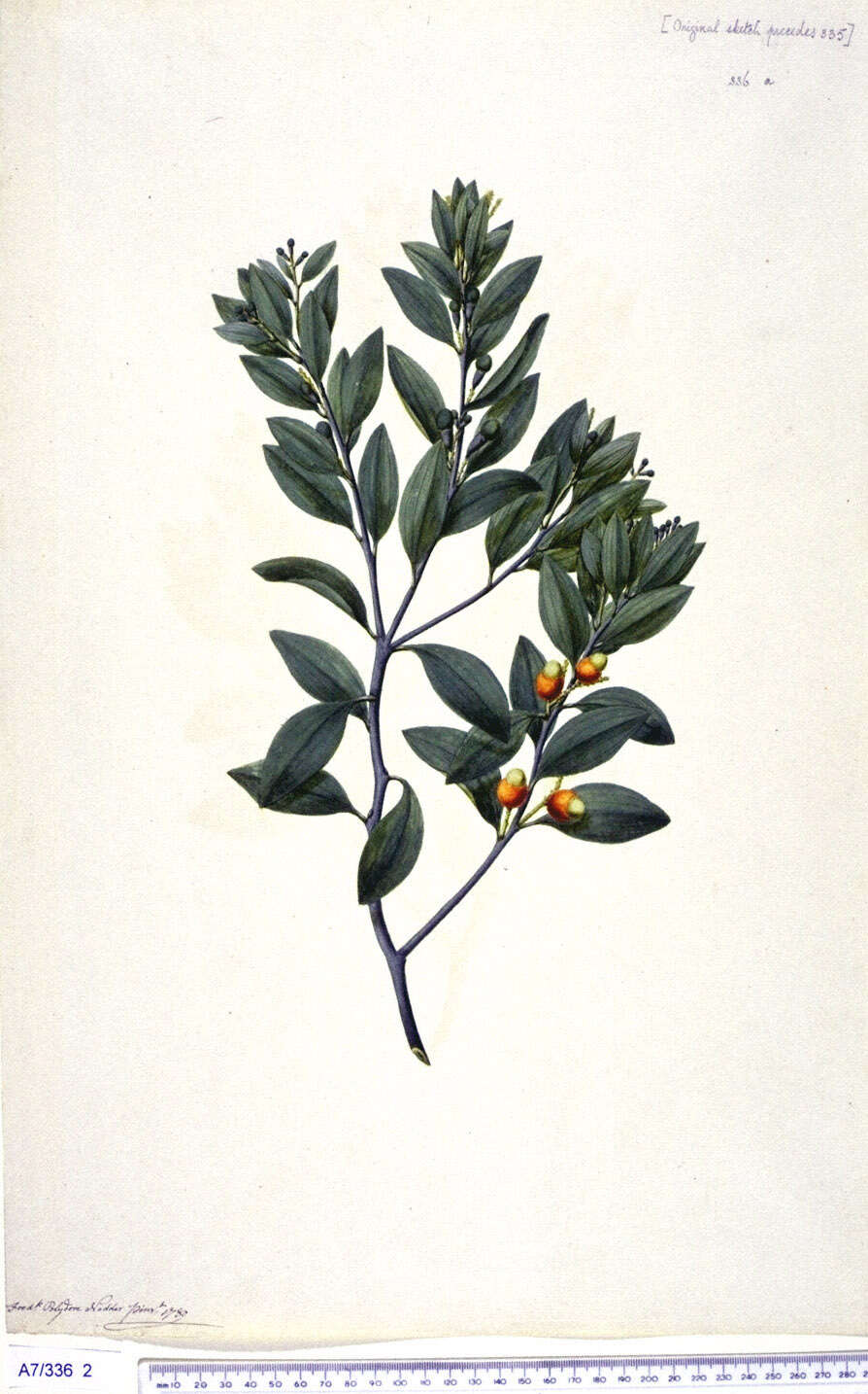 Image of Exocarpos latifolius R. Br.