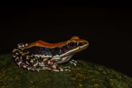 Image of widespread fungoid frog