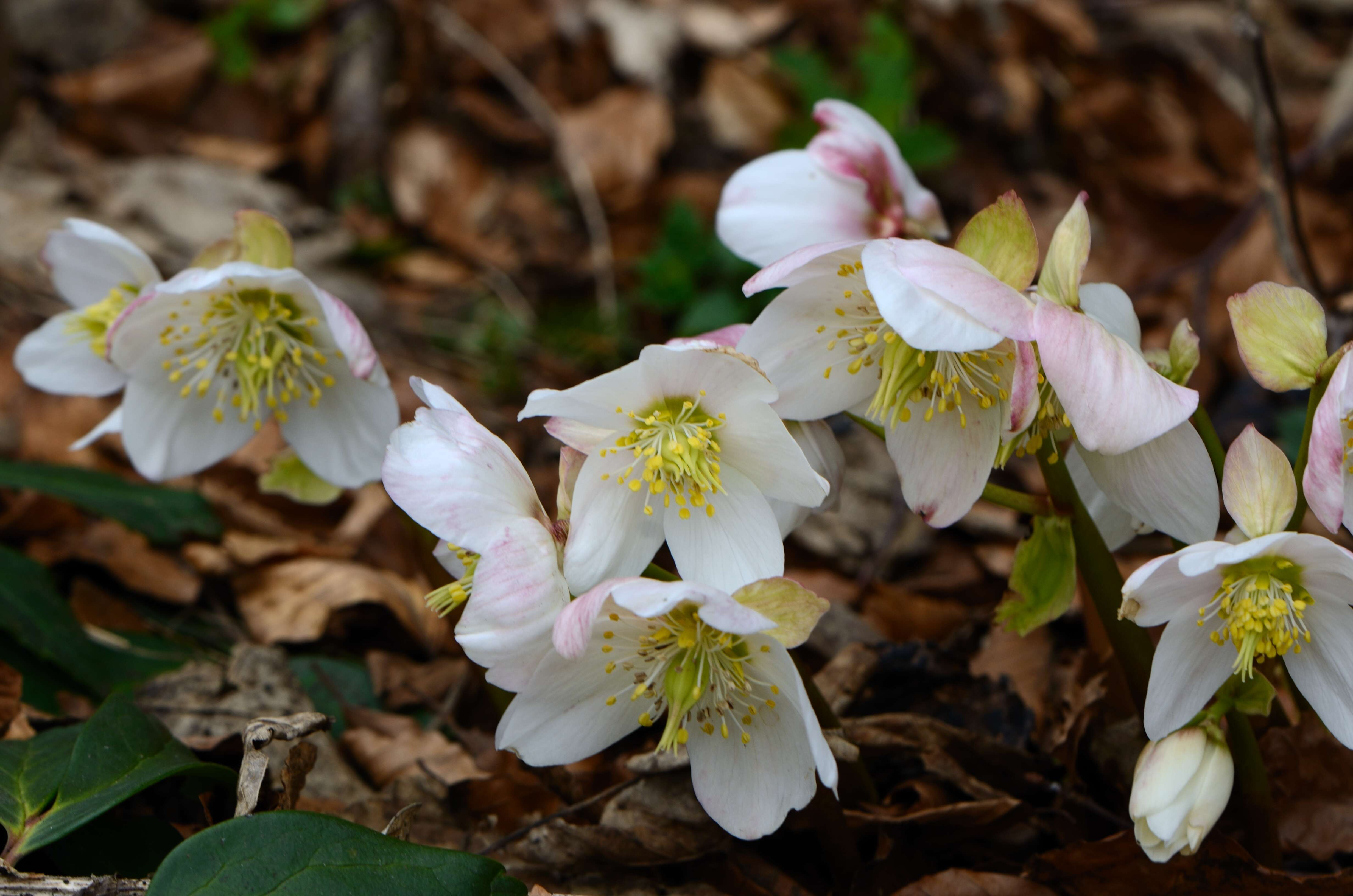 Image of black hellebore