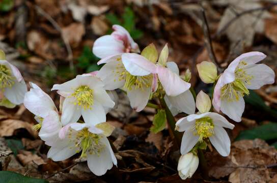 Image of black hellebore