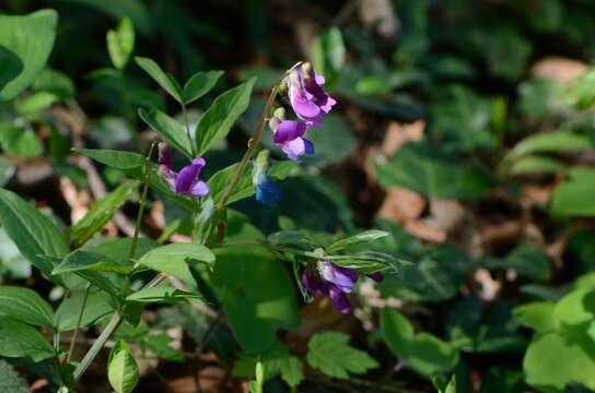 Image of spring pea