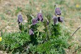 Pulsatilla pratensis (L.) Miller resmi