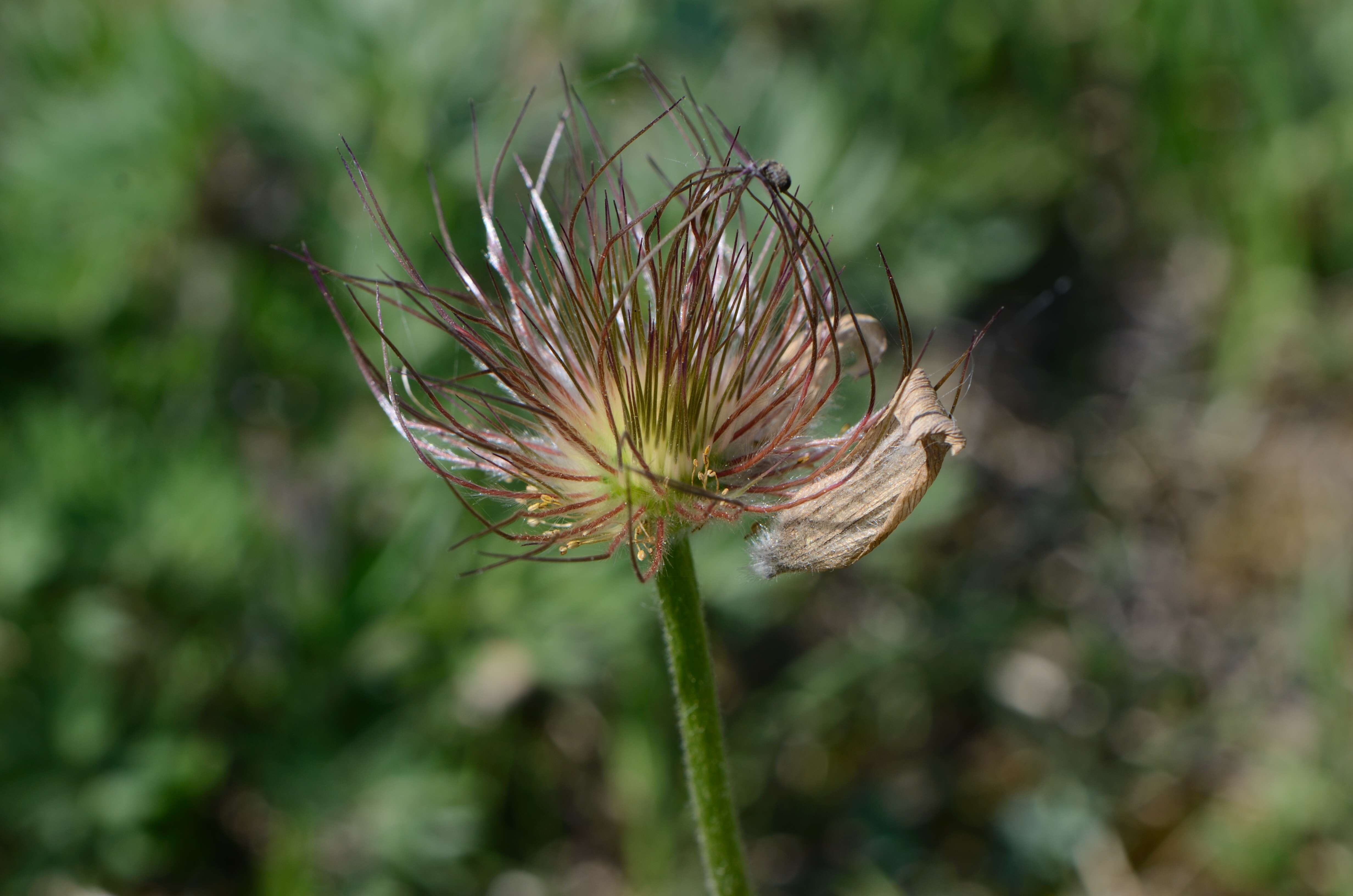 Image of Greater Pasque Flower