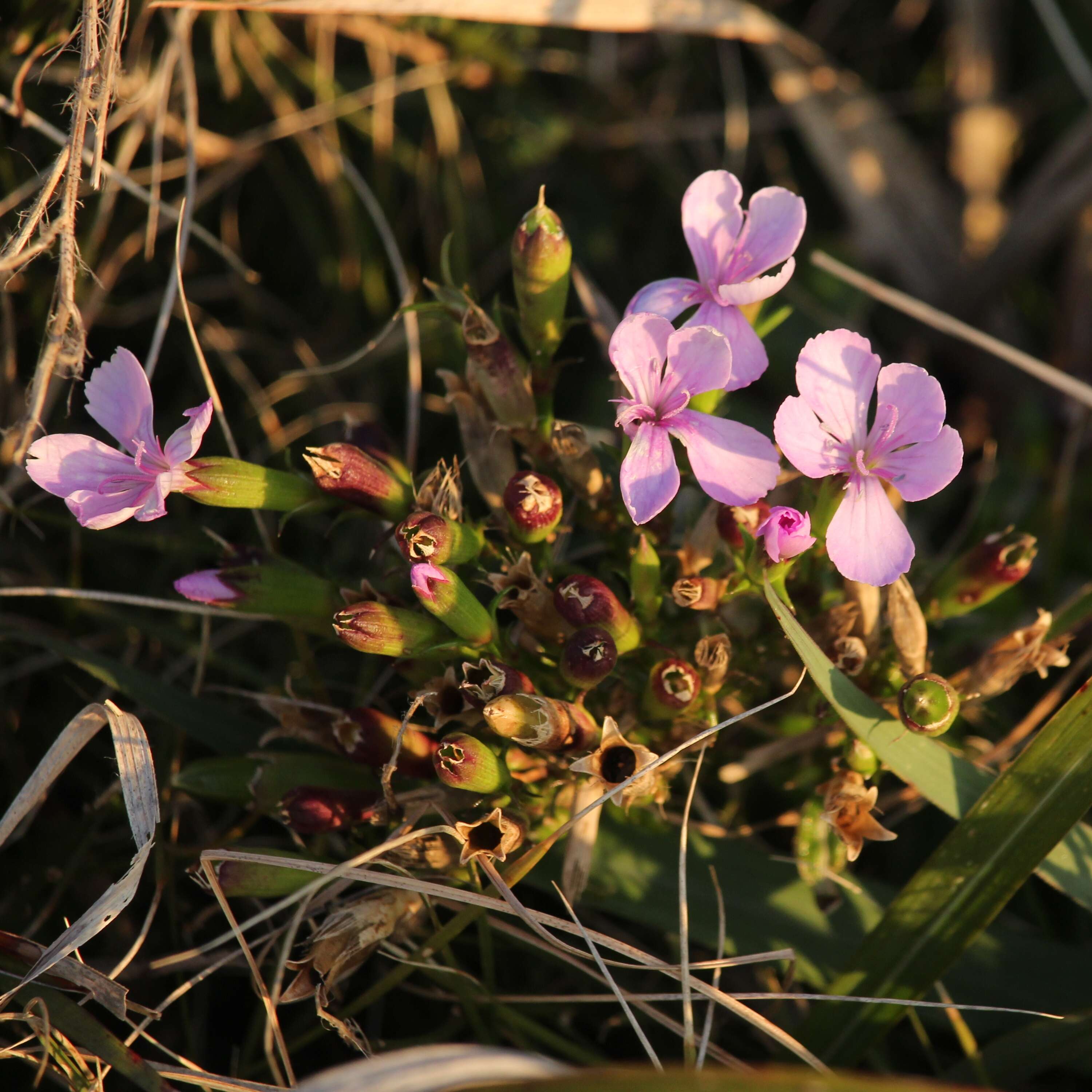 Image of Dianthus japonicus C. P. Thunb. ex A. Murray