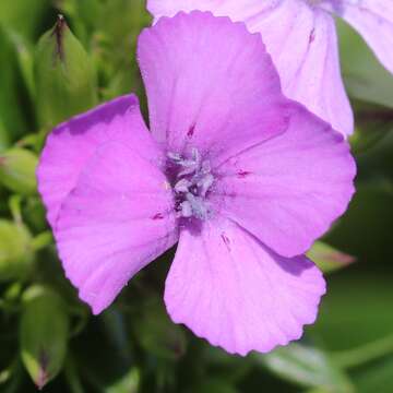 Image of Dianthus japonicus C. P. Thunb. ex A. Murray