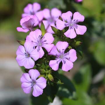 Image of Dianthus japonicus C. P. Thunb. ex A. Murray