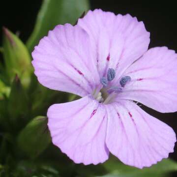 Слика од Dianthus japonicus C. P. Thunb. ex A. Murray