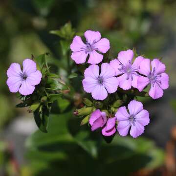 Слика од Dianthus japonicus C. P. Thunb. ex A. Murray