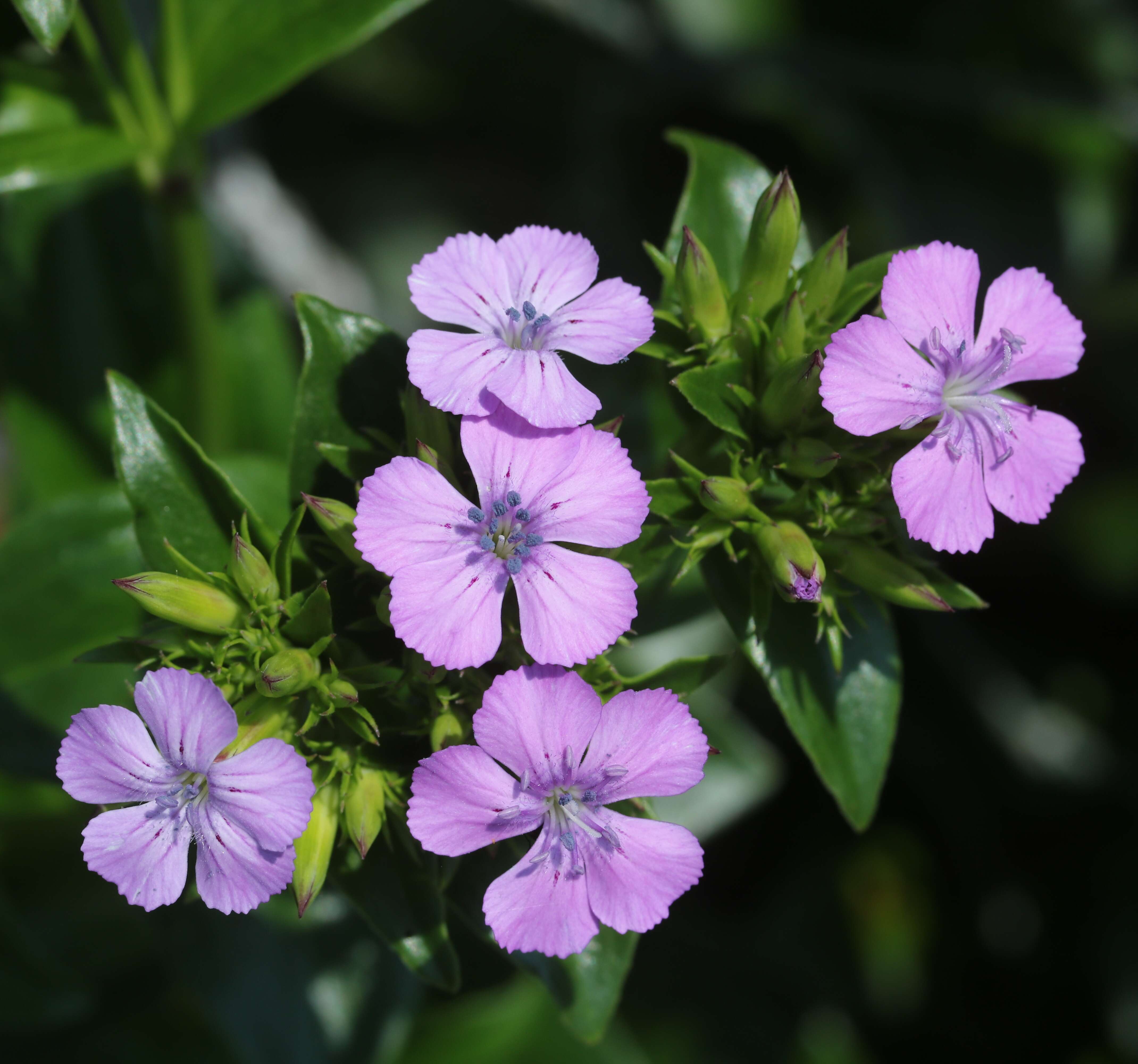 Image of Dianthus japonicus C. P. Thunb. ex A. Murray