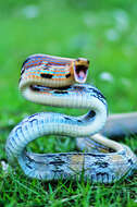 Image of Copper-headed Trinket Snake