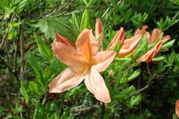 Image de Rhododendron molle (Bl.) G. Don