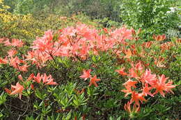Image of Rhododendron molle (Bl.) G. Don