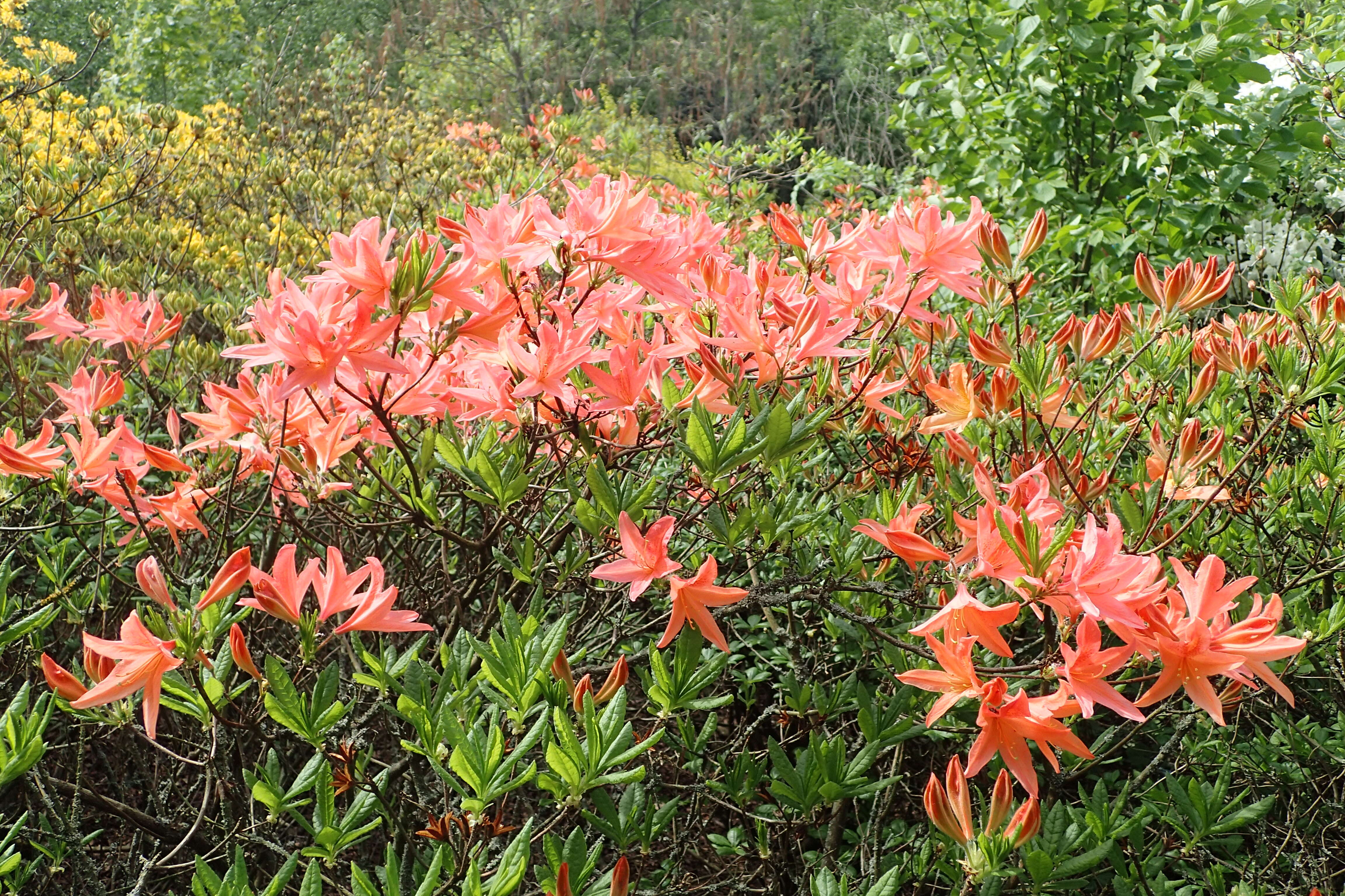 Image de Rhododendron molle (Bl.) G. Don