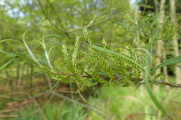 Image of narrowleaf willow