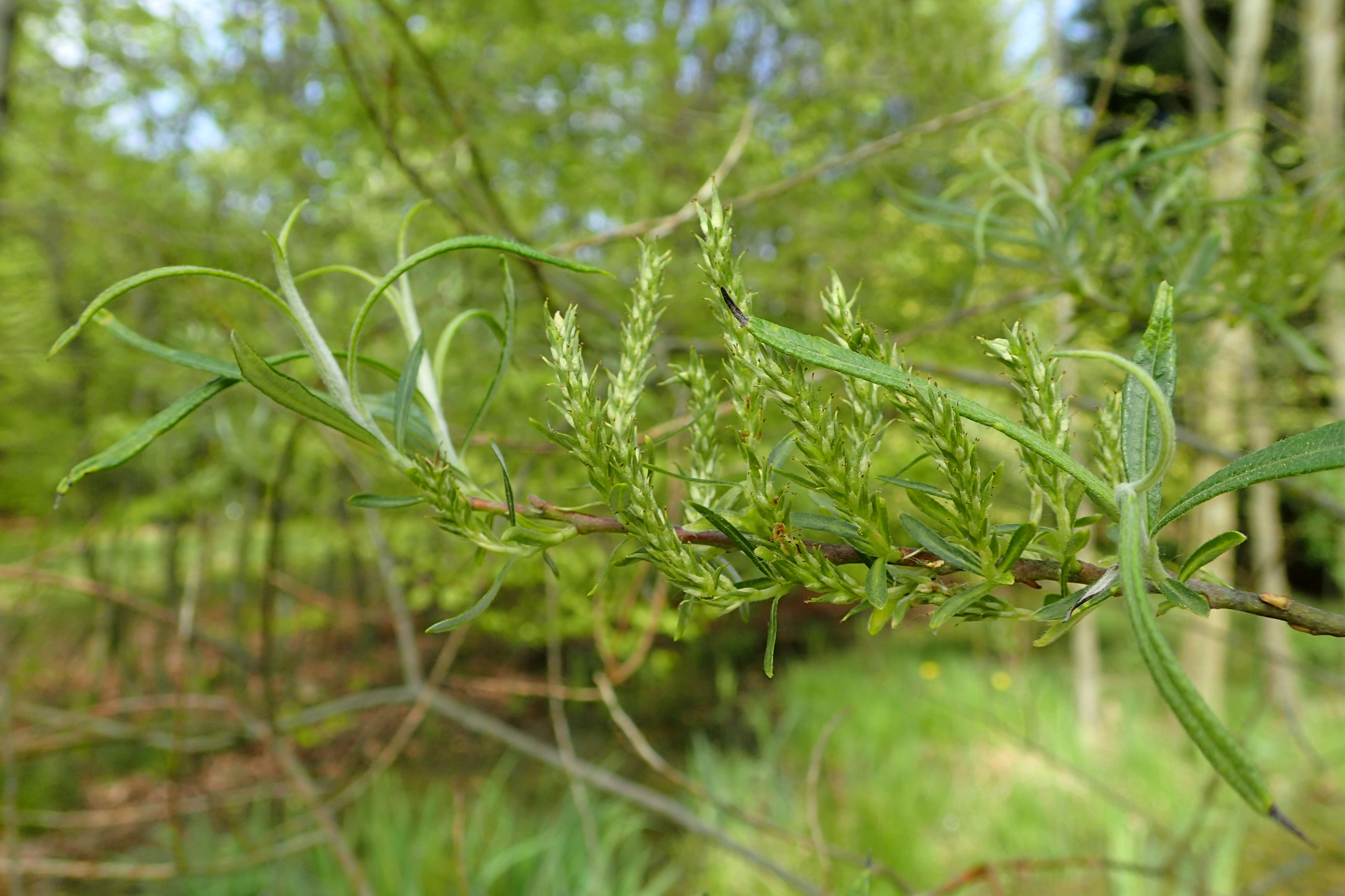 Image of narrowleaf willow