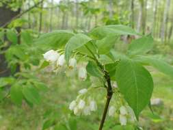 Image of Staphylea colchica Stev.