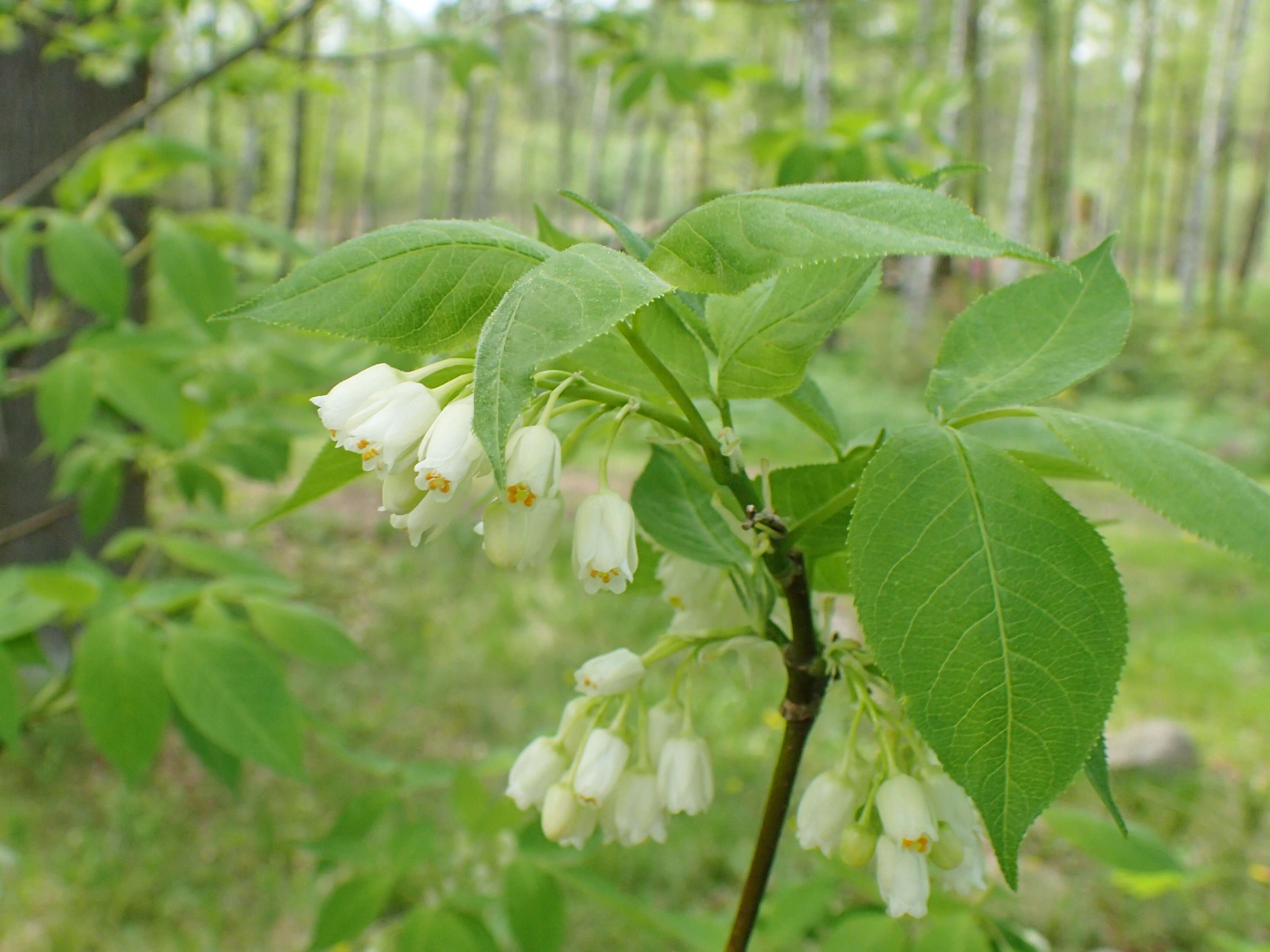 Image of Staphylea colchica Stev.