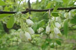 Image of Staphylea colchica Stev.