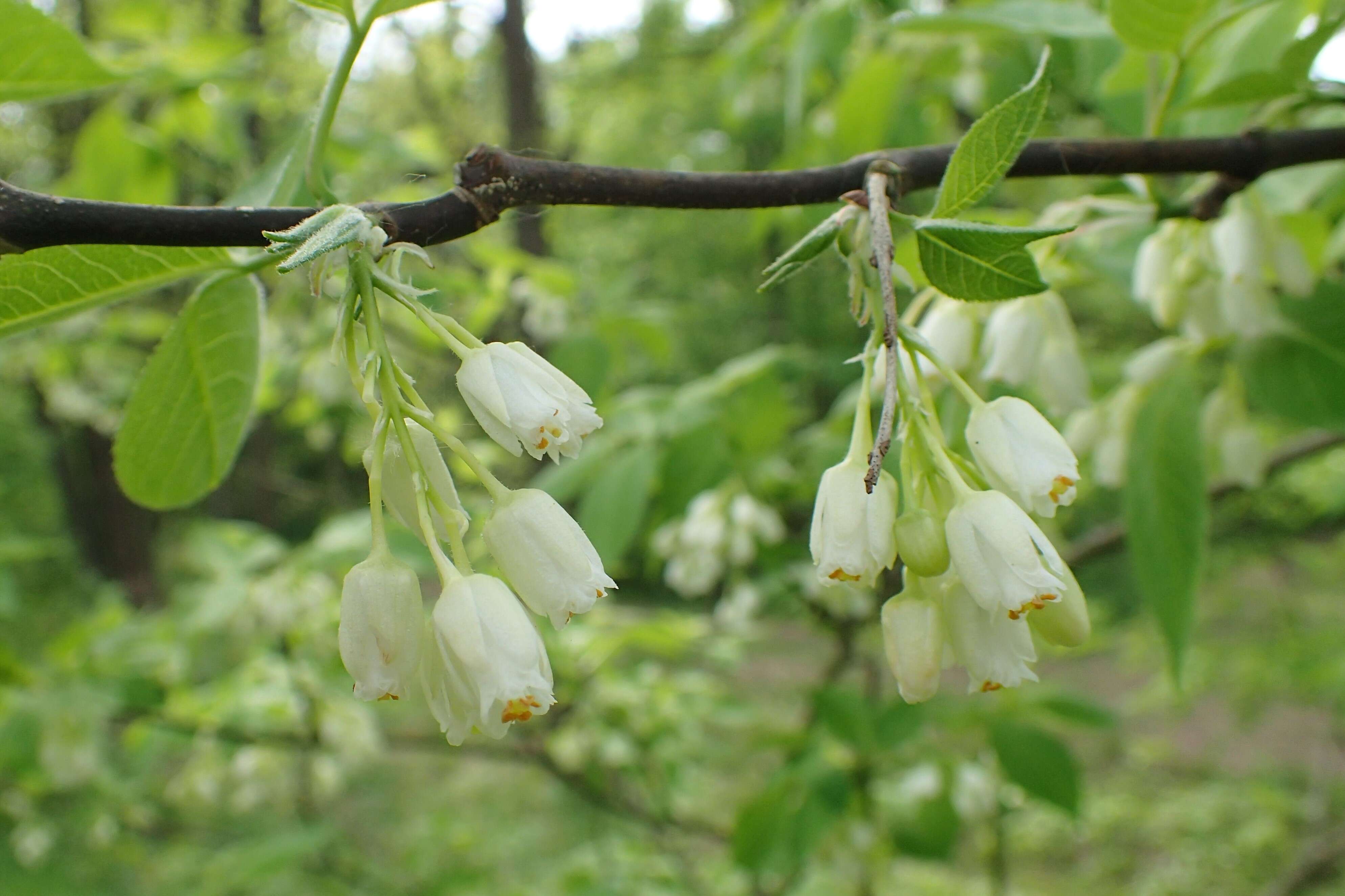 Image of Staphylea colchica Stev.