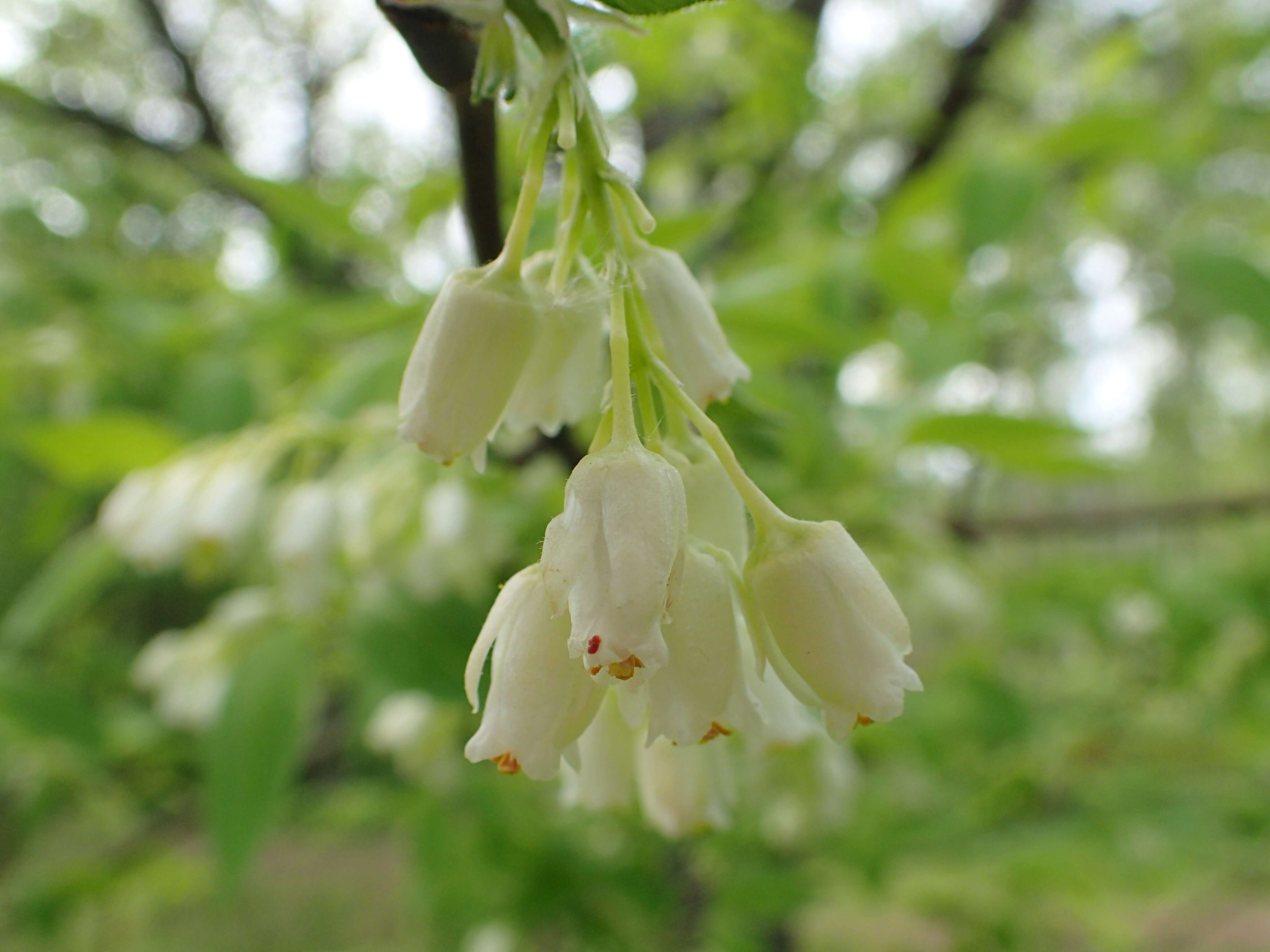 Image of Staphylea colchica Stev.