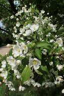 Image of Japanese Crabapple